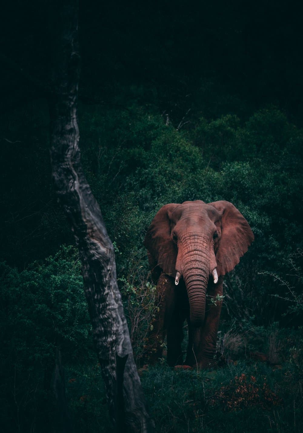 African elephant — our 5% pledge supports preservation